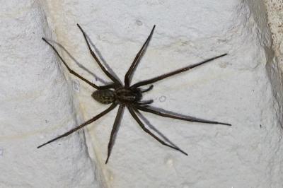 <i>Eratigena</i>