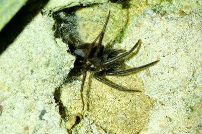 <i>Segestria florentina</i>