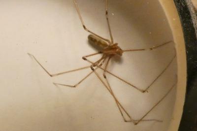 <i>Pholcus</i>
