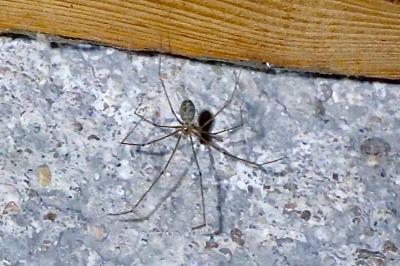 <i>Pholcus phalangioides</i>