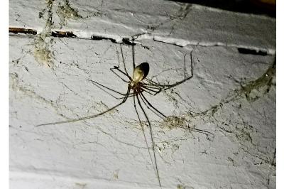 <i>Pholcus phalangioides</i>