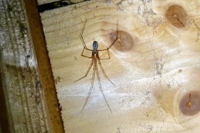 <i>Pholcus phalangioides</i>
