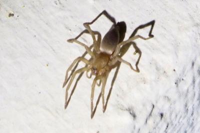 <i>Drassodes</i>
