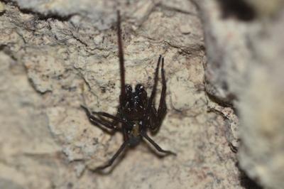 <i>Amaurobius ferox</i>