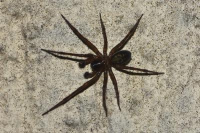 <i>Amaurobius ferox</i>