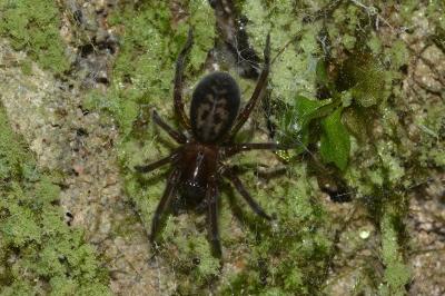 <i>Amaurobius ferox</i>