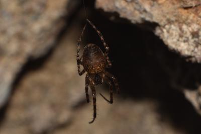 <i>Metellina merianae</i>