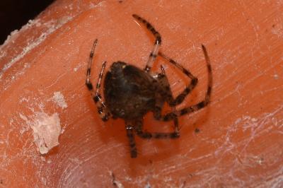 <i>Metellina merianae</i>