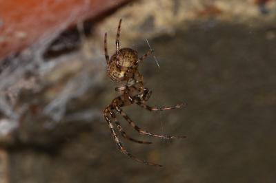 <i>Metellina merianae</i>