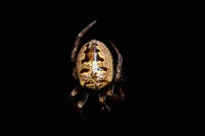 <i>Zilla diodia</i>