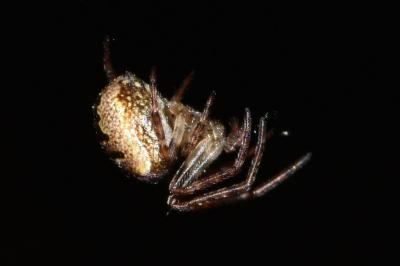 <i>Zilla diodia</i>