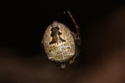 <i>Zilla diodia</i>