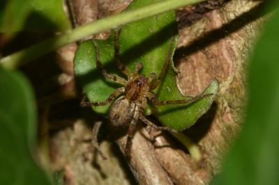 <i>Anyphaena accentuata</i>