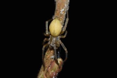 <i>Cheiracanthium</i>