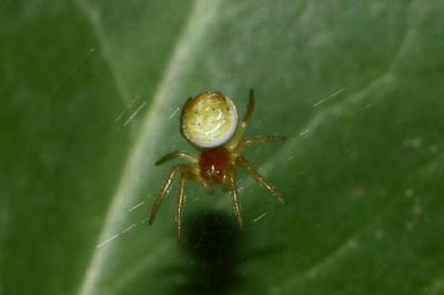<i>Araniella</i>