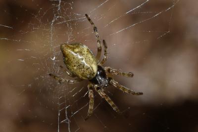 <i>Cyclosa conica</i>