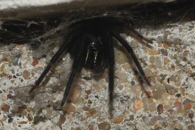 <i>Segestria florentina</i>