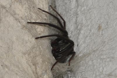 <i>Segestria florentina</i>