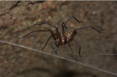 <i>Eratigena</i>