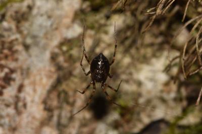 <i>Lepthyphantes minutus</i>