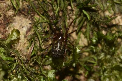<i>Lepthyphantes minutus</i>
