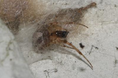 <i>Zygiella x-notata</i>