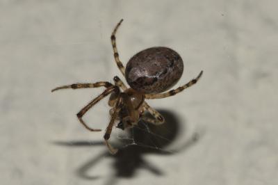 <i>Zygiella x-notata</i>