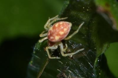 <i>Nigma flavescens</i>