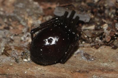 <i>Steatoda grossa</i>