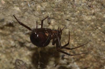 <i>Steatoda grossa</i>