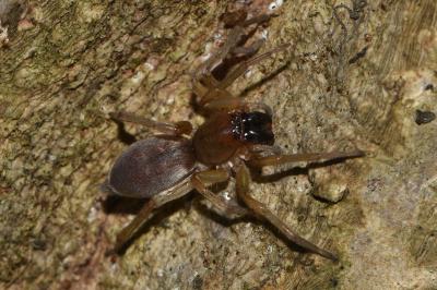 <i>Clubiona</i>