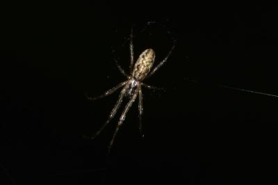 <i>Tetragnatha</i>