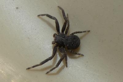<i>Xysticus</i>
