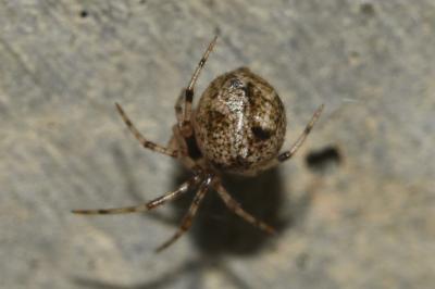 <i>Parasteatoda</i>