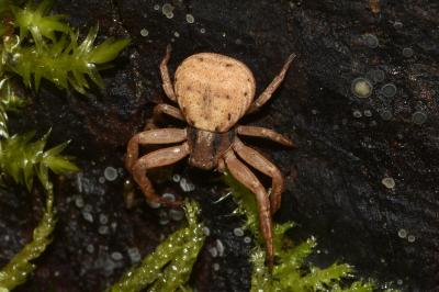 <i>Ozyptila atomaria</i>