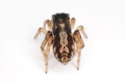 <i>Pseudeuophrys lanigera</i>