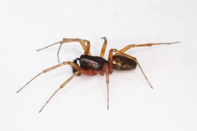 <i>Neriene clathrata</i>