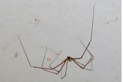 <i>Pholcus phalangioides</i>