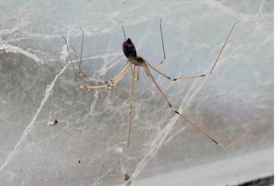 <i>Pholcus phalangioides</i>