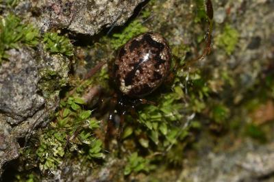 <i>Enoplognatha mandibularis</i>