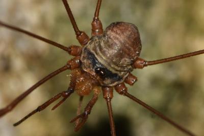 <i>Dicranopalpus ramosus</i>