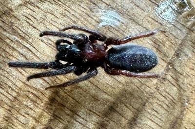 <i>Segestria florentina</i>