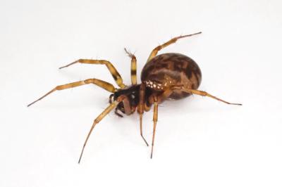 <i>Neriene clathrata</i>