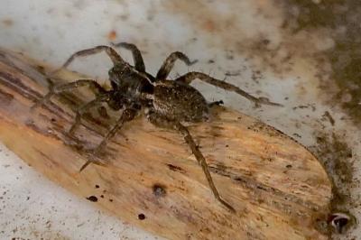 <i>Pardosa</i>
