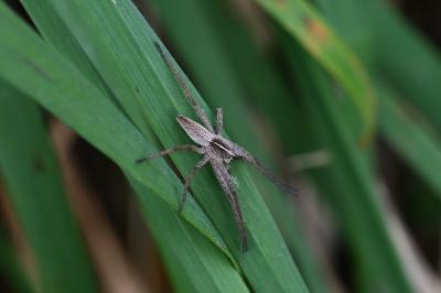 <i>Pisaura mirabilis</i>