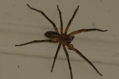 <i>Zoropsis spinimana</i>