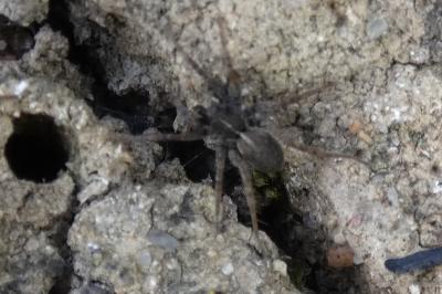 <i>Pardosa</i>