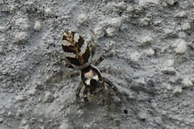 <i>Salticus scenicus</i>