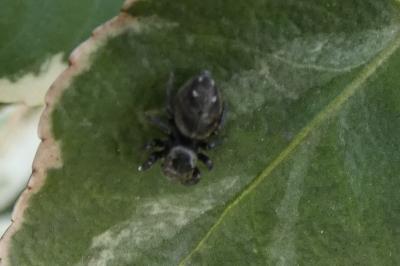 <i>Heliophanus</i>