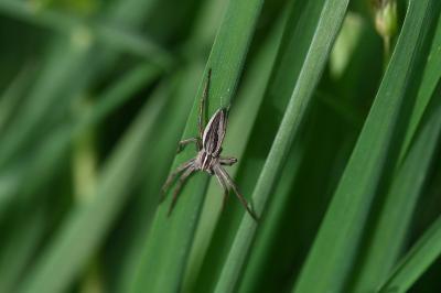 <i>Pisaura mirabilis</i>